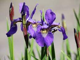 Perunika Iris Cvet Kao Lek Znacenje Slike Sadnja Growing Irises Purple Iris Flowers Iris Flowers