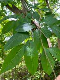 Image result for Margaritaria