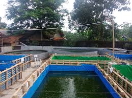 Persiapan Budidaya Ikan Lele Di Kolam Terpal