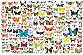 The Butterflies Of The World Educational Science Classroom Chart Print Poster 24x36