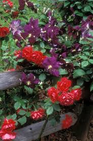 Raspberry cream twirl climbing rose with clematis dutch sky and clematis texensis all on the same post. Pin On My Dream Garden Plant Combinations