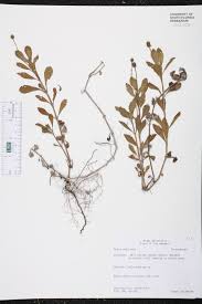 Image result for Phyla nodiflora