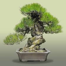 You could even make an argument for a corner view (see below). Kuromatsu Japanese Black Pine Galleries Bonsai