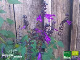 Erfahren sie alles über den anbau von salvia officinalis im kräutergarten. Guarani Salbei Salvia Guarantica Bioland Bioland Gartnerei Monika Bender Online Shop