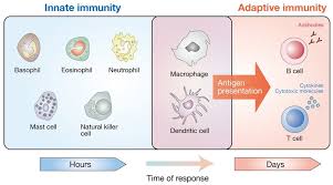 Check spelling or type a new query. Cellular Components Of The Mammalian Immune System The Mammalian Download Scientific Diagram