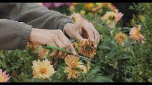 Once you've located a spent flower, use sharp shears to cut the flower stem. How To Deadhead Dahlias Youtube