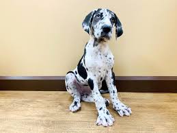 Maybe you would like to learn more about one of these? Great Dane Dog Female Harlequinn 2606281 Petland Beavercreek Oh