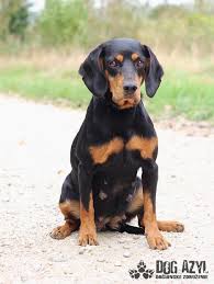 Image result for slovenský kopov