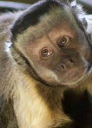 Full grown capuchins monkey can weight up to 0.9 kg. See The Capuchin Monkeys On Monkey Tour