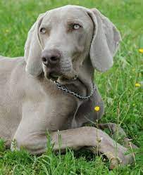 Maybe you would like to learn more about one of these? Racas De Cachorro Weimaraner Braco De Weimar Cursos A Distancia Cpt