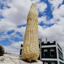 عجلوم شامي ذره شاميه هذا الاسم Vegetables Corn