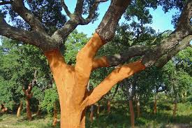 Image result for Quercus suber