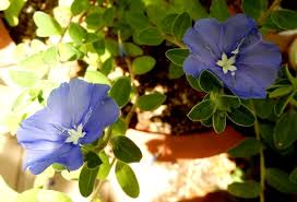 我が家の花 花 花 アメリカンブルーが元気になってきた