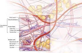 5 8 Connective Tissue Components And Organization Anatomy And Physiology Tissue Physiology