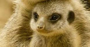 Anne Ile Yavru Meerkats Cute Animals Animals Beautiful Animals