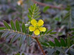 Image result for Zygophyllaceae