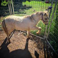 Divine Miniature Horse Stud