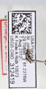 Image result for Isoglossa perdita