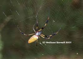 The false black widow is about the same size as a true black widow, but it doesn't have the red keep your bed away from the wall. Spider Repellent Natural Black Widow Spray Diy Spider Control Natural Spider Repellant Spiders Repellent Repellent Homemade