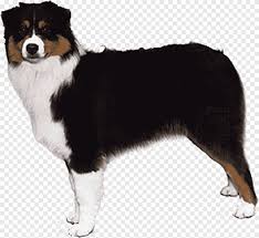 A relative of australia's wild dingos and the dalmatian, the australian cattle dog is faithful. Australian Shepherd Black And Tan Coonhound Australian Cattle Dog German Shepherd Border Collie Black Dog Animals Black Hair Png Pngegg