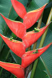 Pin Di Flowers Of Costa Rica