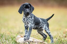 Dk Deutsch Kurzhaar German Shorthaired Pointer Vorstehhund Jagdhund Jagdhundefotos Jagdhundefotografie J Jagdhunde Deutsch Kurzhaar Kurzhaar Hunderassen