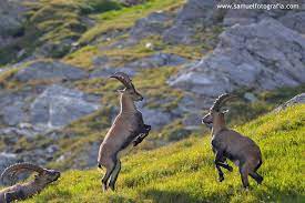 Ibex Fighting Animals Animal Photography Ibex