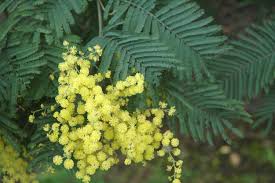 Image result for Acacia dealbata