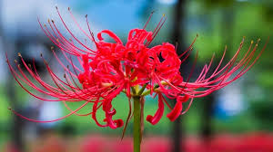 Maybe you would like to learn more about one of these? Tatamana On Twitter Dazai Chuuya S Flower Is Camellia Pink Symbolizes Longing Red Is For Love Passion Desire They Represent Romantic Love Akutagawa Atsushi S Flower Is Red Spider Lily It Symbolizes Passion And Is Associated With Final Good Bye