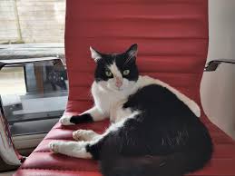 Uncensored Cats Reading: Experience Taboo Narratives