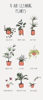 Investing in live plants has many benefits. 9 Best Air Cleaning Plants Air Cleaning Plants Plants Planting Flowers