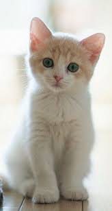 Kedi Sevenler Cat Lovers Topluluk Google Sevimli Kedi Yavrulari Sevimli Kediler Ve Evcil Hayvanlar