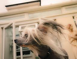 I Love The Wind In My Hair Explored Chinese Crested Chinese Crested Dog Wind In My Hair