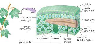 Crystalline silicon has a cubic structure. Chlorophyll Not So Borophyll Sbi4u 2013 Resource Guide