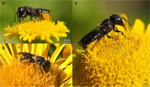 In 2014, alien pollinators can reach very high abundances. Pollinator Effectiveness Of A Specialist Bee Exploiting A Generalist Plant Tracking Pollen Transfer By Heriades Truncorum With Quantum Dots Springerlink