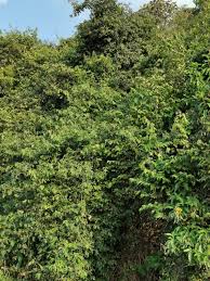 Image result for Rhoicissus revoilii