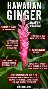 Hawaii Ginger Maui Plant Of The Month Awapuhi Kuahiwi