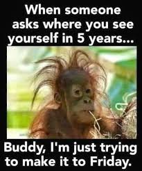 Image May Contain One Or More People Meme And Text Funny Pictures Funny Animal Pictures Funny Animals