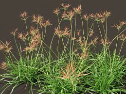 Image result for Cyperus rotundus