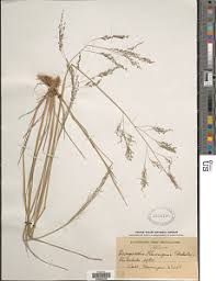 Image result for Eragrostis gangetica