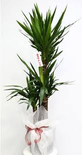 Plante Yucca A L Interieur Comme Ornement Purificateur Yucca Pot De Fleurs Plante