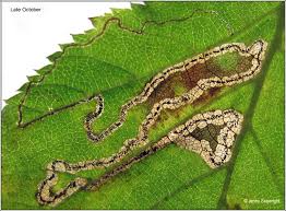 Image result for Stigmella floslactella