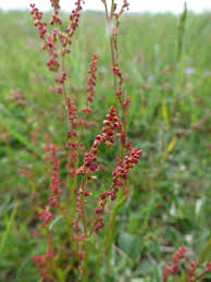 Image result for Rumex lanceolatus
