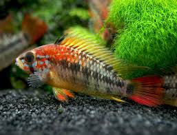 Viejita Dwarf Cichlid Apistogramma Viejita Tank Bred Cichlids Breeds Planted Aquarium