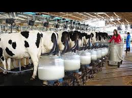 Amazing Modern Farming Cow Milking Harvest Technology Breeding Process Dairy Cows Highest Efficienc Youtube Ahir Planlari Ciftlikler Kumes