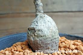 Image result for Monadenium pseudoracemosum