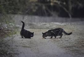 Los angeles feral cat removal experts. A 1 5 Million Plan To Count Every Cat In Washington House Cats Included The New York Times