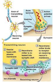 Neurotransmission Process Step By Step Google Search Anatomy And Physiology Human Anatomy And Physiology Nervous System Anatomy