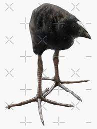 Baby Pukeko Silly Bird" Sticker for Sale by vwlilly | Redbubble