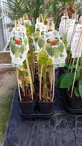 Auch hopfentee oder hopfentinktur können sie daraus herstellen. Humulus Lupulus Echter Hopfen Pflanze 65 85cm Bier Selbst Brauen Geschenk Ebay